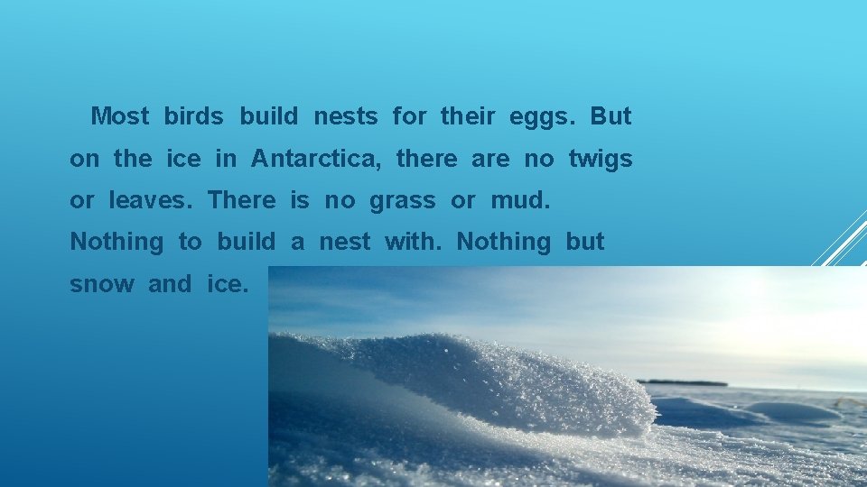 Most birds build nests for their eggs. But on the ice in Antarctica, there