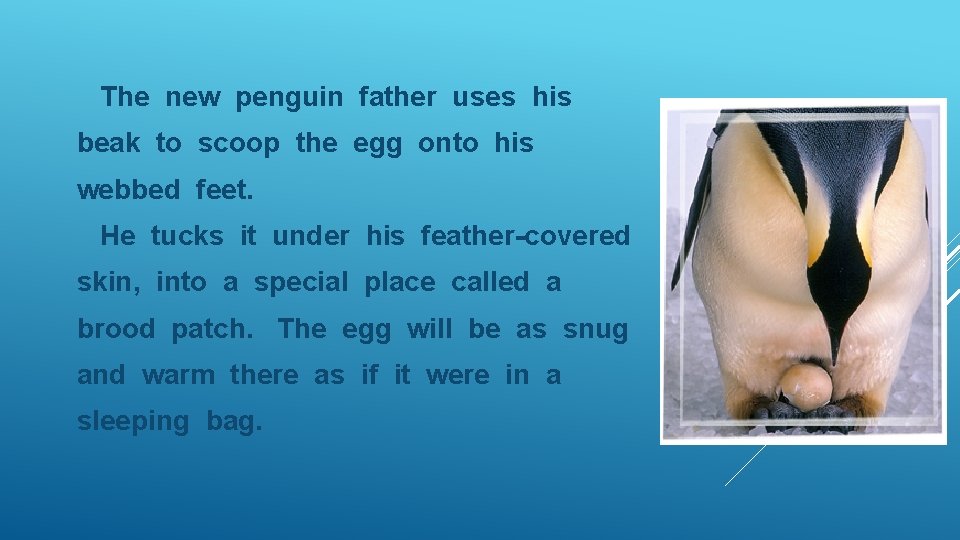 The new penguin father uses his beak to scoop the egg onto his webbed