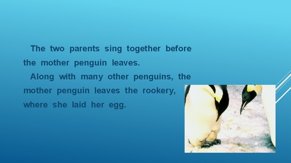 The two parents sing together before the mother penguin leaves. Along with many other