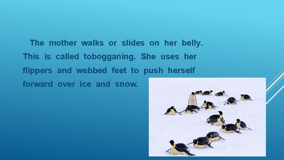 The mother walks or slides on her belly. This is called tobogganing. She uses