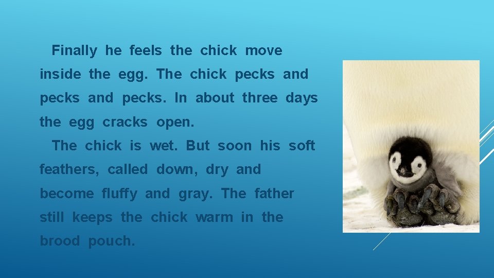 Finally he feels the chick move inside the egg. The chick pecks and pecks.