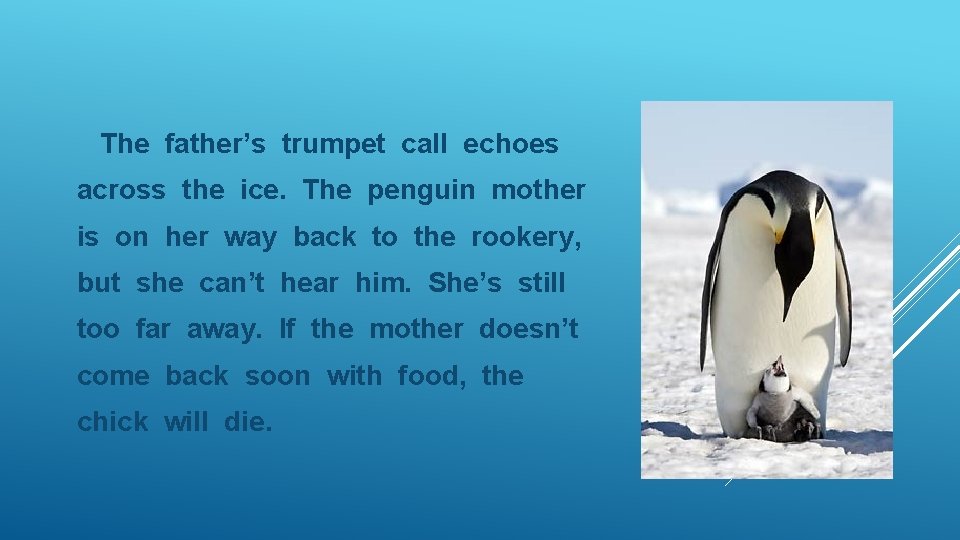 The father’s trumpet call echoes across the ice. The penguin mother is on her