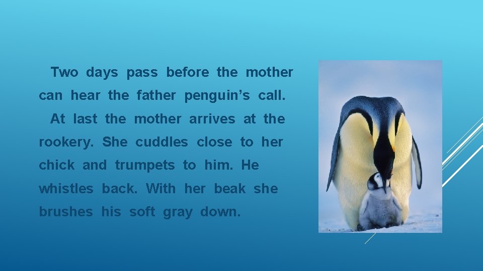Two days pass before the mother can hear the father penguin’s call. At last