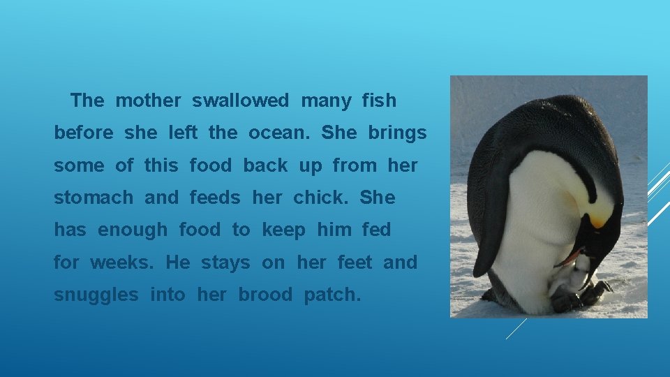 The mother swallowed many fish before she left the ocean. She brings some of