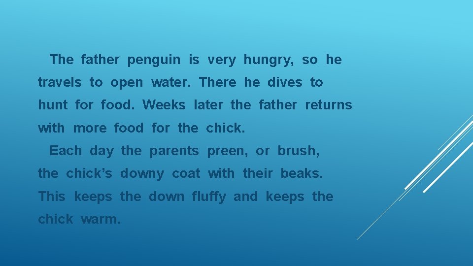 The father penguin is very hungry, so he travels to open water. There he