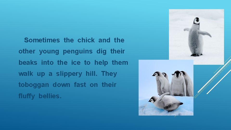 Sometimes the chick and the other young penguins dig their beaks into the ice