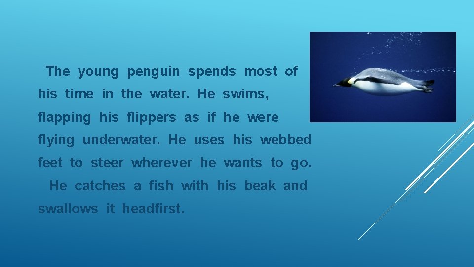 The young penguin spends most of his time in the water. He swims, flapping
