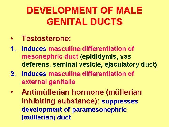 DEVELOPMENT OF MALE GENITAL DUCTS • Testosterone: 1. Induces masculine differentiation of mesonephric duct