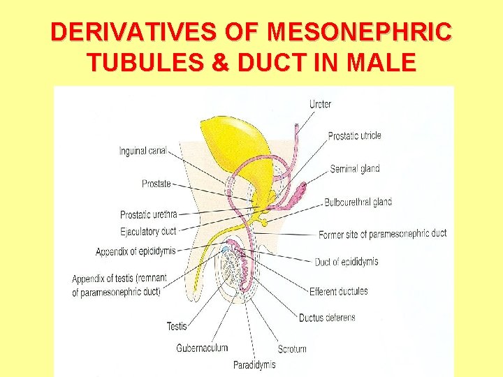 DERIVATIVES OF MESONEPHRIC TUBULES & DUCT IN MALE 