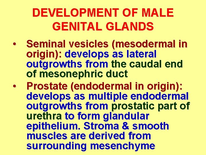 DEVELOPMENT OF MALE GENITAL GLANDS • Seminal vesicles (mesodermal in origin): develops as lateral