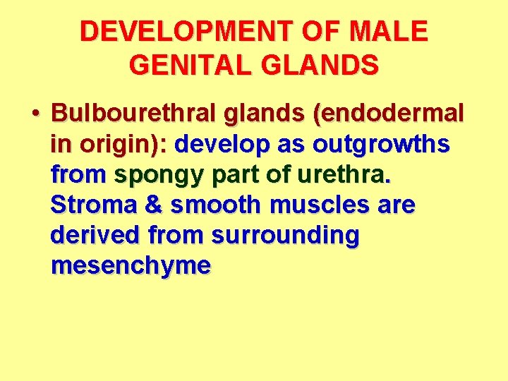 DEVELOPMENT OF MALE GENITAL GLANDS • Bulbourethral glands (endodermal in origin): develop as outgrowths