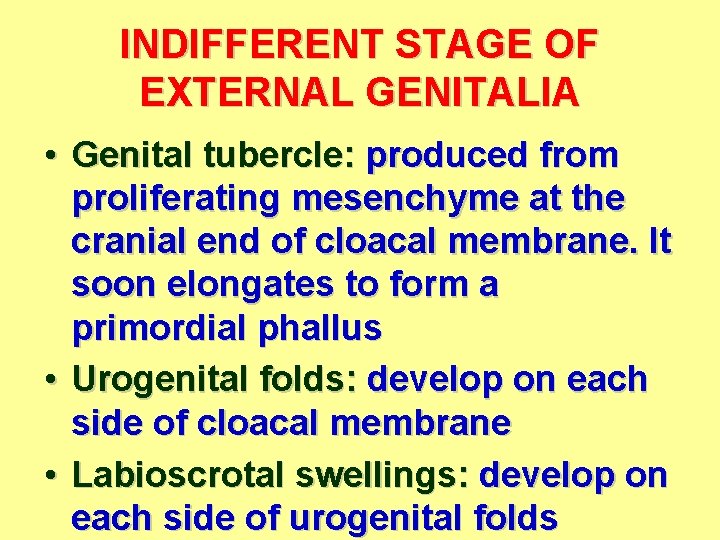 INDIFFERENT STAGE OF EXTERNAL GENITALIA • Genital tubercle: produced from proliferating mesenchyme at the