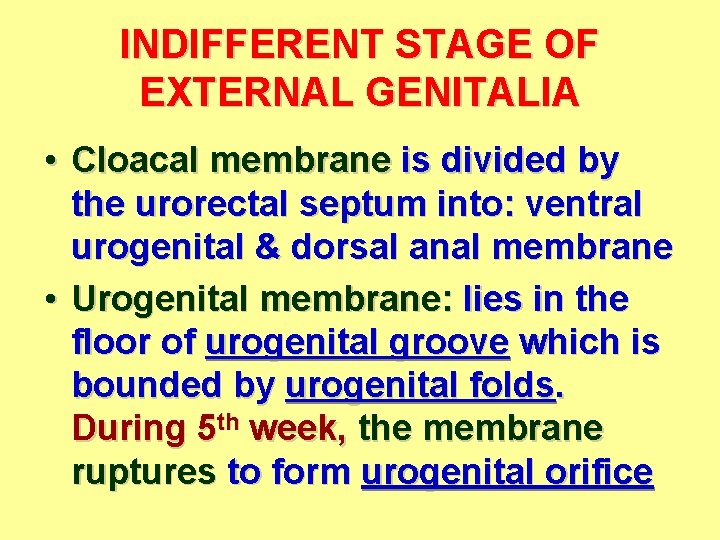 INDIFFERENT STAGE OF EXTERNAL GENITALIA • Cloacal membrane is divided by the urorectal septum