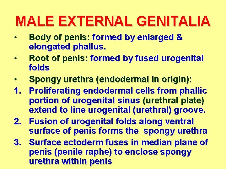 MALE EXTERNAL GENITALIA • • • 1. 2. 3. Body of penis: formed by