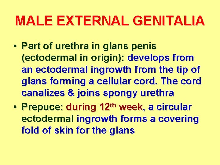 MALE EXTERNAL GENITALIA • Part of urethra in glans penis (ectodermal in origin): develops