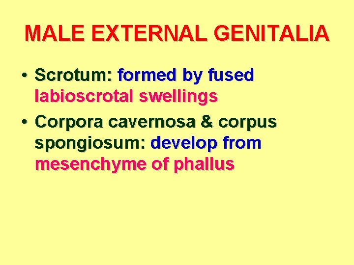 MALE EXTERNAL GENITALIA • Scrotum: formed by fused labioscrotal swellings • Corpora cavernosa &