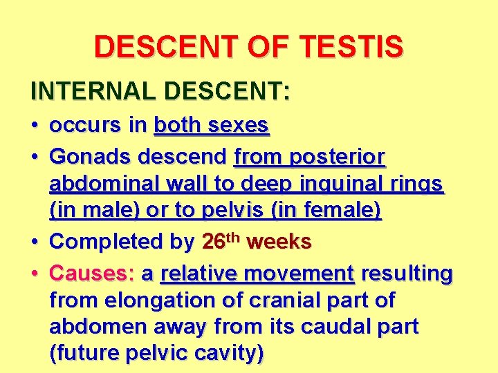 DESCENT OF TESTIS INTERNAL DESCENT: • occurs in both sexes • Gonads descend from