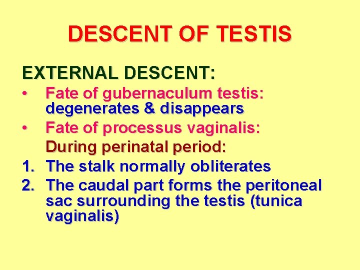 DESCENT OF TESTIS EXTERNAL DESCENT: • Fate of gubernaculum testis: degenerates & disappears •