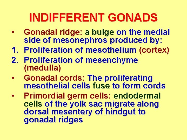 INDIFFERENT GONADS • Gonadal ridge: a bulge on the medial side of mesonephros produced