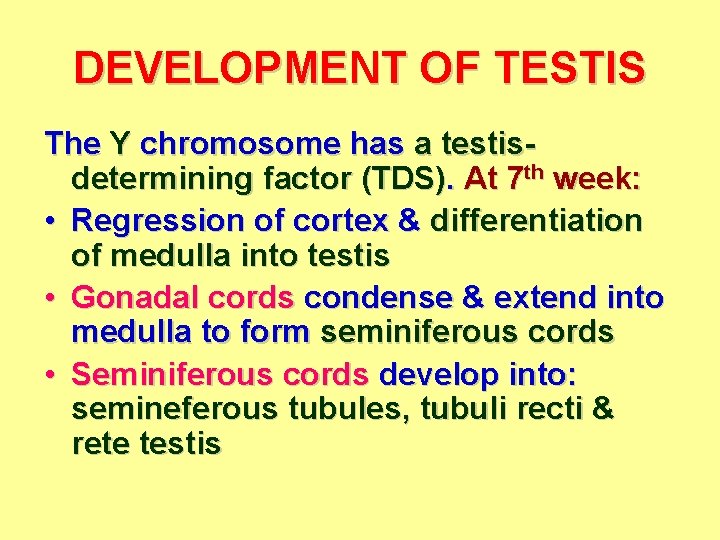 DEVELOPMENT OF TESTIS The Y chromosome has a testisdetermining factor (TDS). At 7 th
