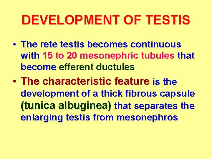 DEVELOPMENT OF TESTIS • The rete testis becomes continuous with 15 to 20 mesonephric