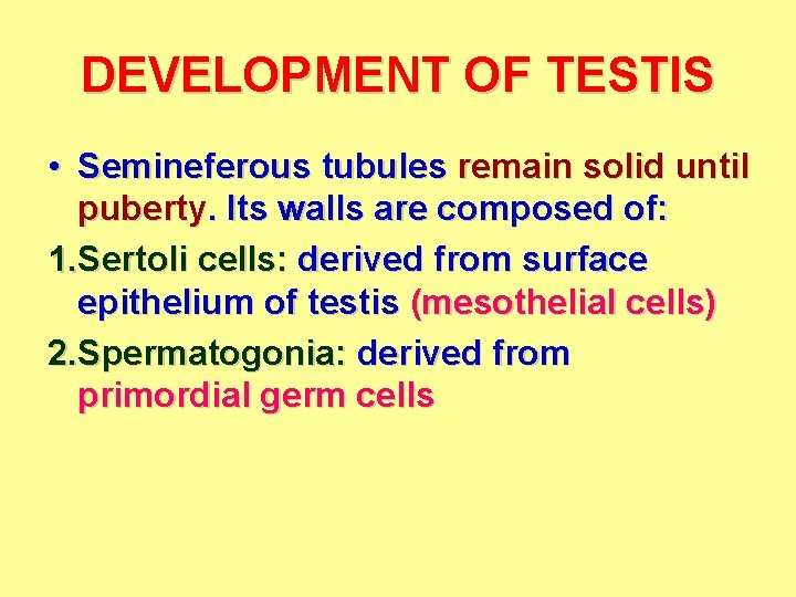 DEVELOPMENT OF TESTIS • Semineferous tubules remain solid until puberty. Its walls are composed