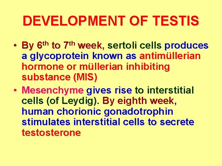 DEVELOPMENT OF TESTIS • By 6 th to 7 th week, sertoli cells produces