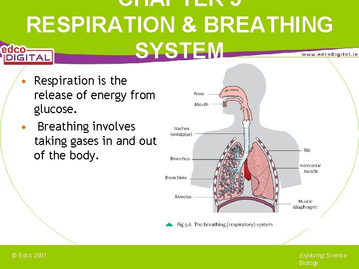 CHAPTER 5 RESPIRATION & BREATHING SYSTEM • Respiration is the release of energy from