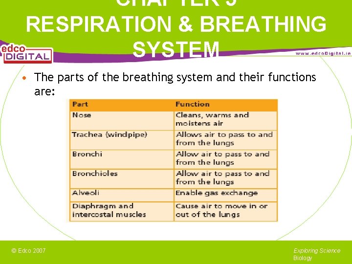 CHAPTER 5 RESPIRATION & BREATHING SYSTEM • The parts of the breathing system and