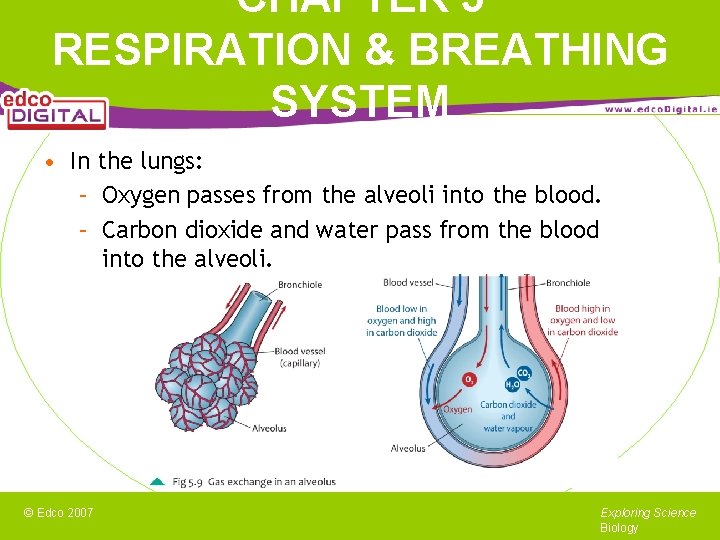 CHAPTER 5 RESPIRATION & BREATHING SYSTEM • In the lungs: – Oxygen passes from