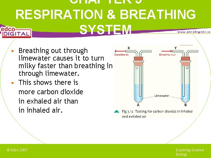 CHAPTER 5 RESPIRATION & BREATHING SYSTEM • Breathing out through limewater causes it to