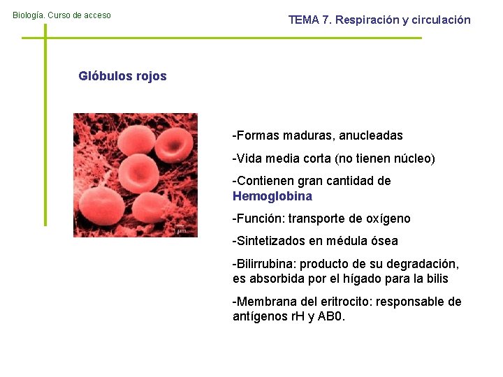 Biología. Curso de acceso TEMA 7. Respiración y circulación Glóbulos rojos -Formas maduras, anucleadas