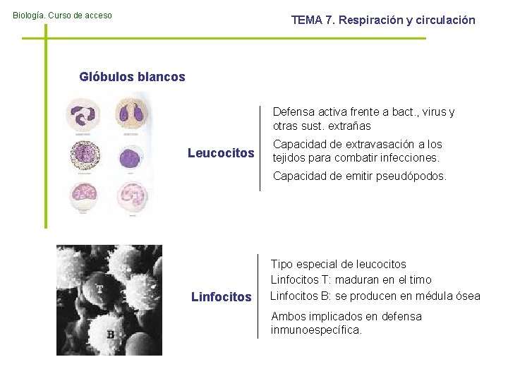 Biología. Curso de acceso TEMA 7. Respiración y circulación Glóbulos blancos Defensa activa frente