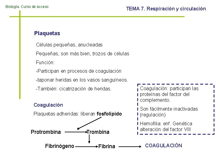 Biología. Curso de acceso TEMA 7. Respiración y circulación Plaquetas Células pequeñas, anucleadas Pequeñas,