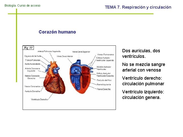 Biología. Curso de acceso TEMA 7. Respiración y circulación Corazón humano Dos aurículas, dos