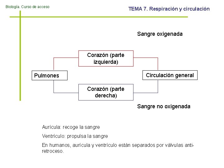 Biología. Curso de acceso TEMA 7. Respiración y circulación Sangre oxigenada Corazón (parte izquierda)