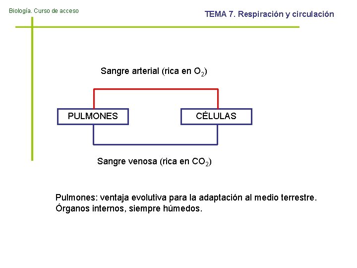 Biología. Curso de acceso TEMA 7. Respiración y circulación Sangre arterial (rica en O
