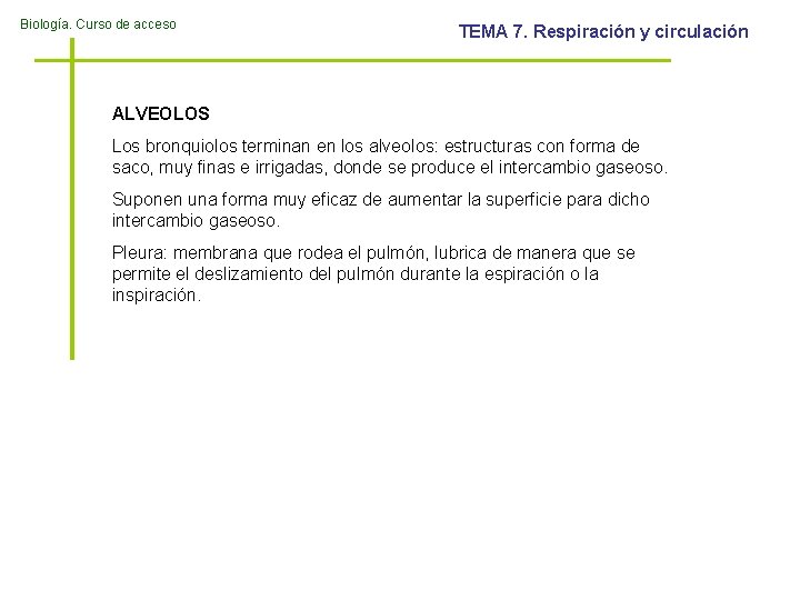 Biología. Curso de acceso TEMA 7. Respiración y circulación ALVEOLOS Los bronquiolos terminan en