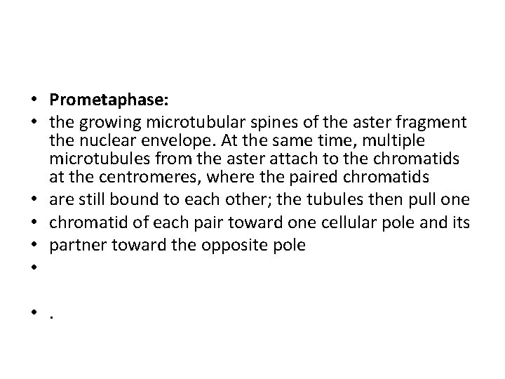  • Prometaphase: • the growing microtubular spines of the aster fragment the nuclear
