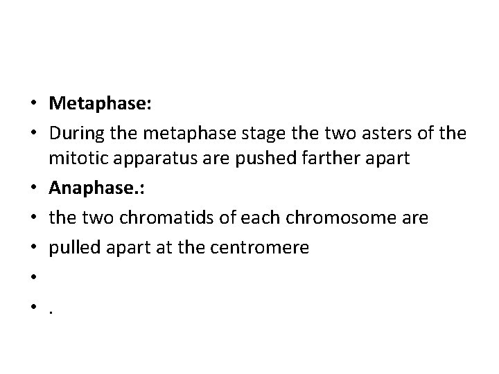  • Metaphase: • During the metaphase stage the two asters of the mitotic