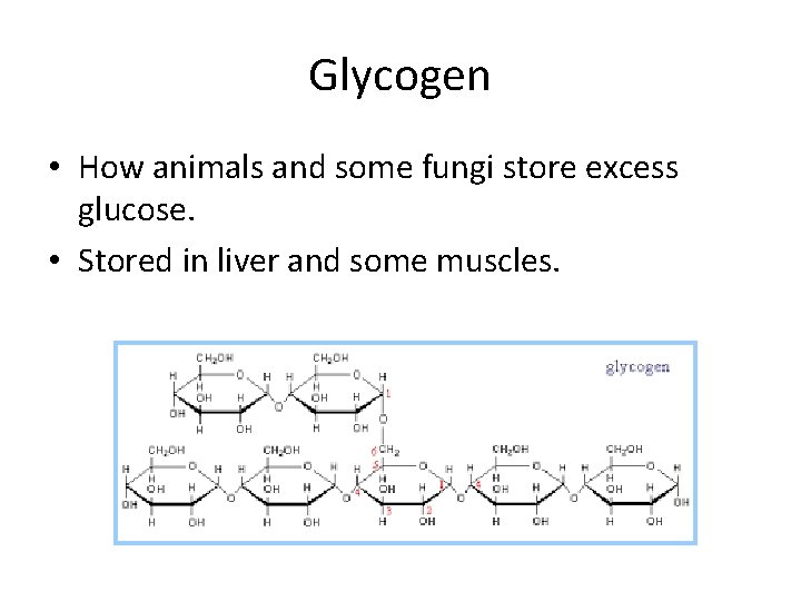 Glycogen • How animals and some fungi store excess glucose. • Stored in liver