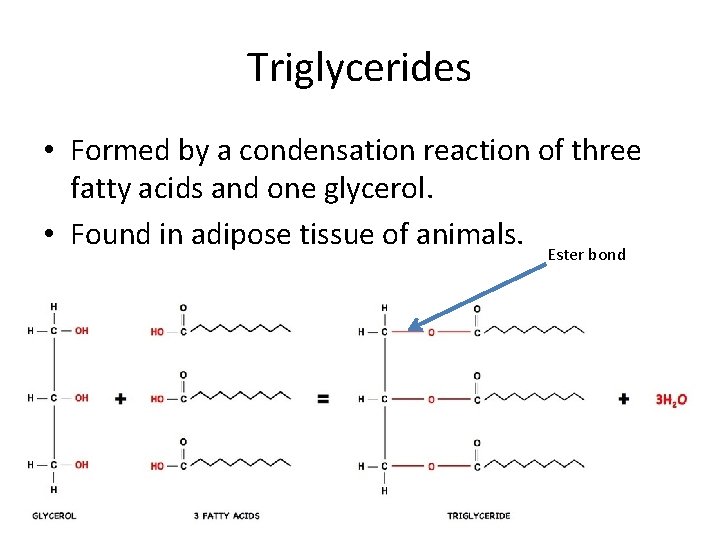 Triglycerides • Formed by a condensation reaction of three fatty acids and one glycerol.