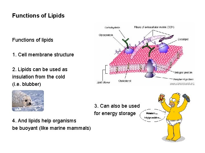 Functions of Lipids Functions of lipids 1. Cell membrane structure 2. Lipids can be