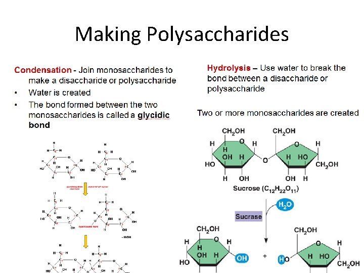 Making Polysaccharides 