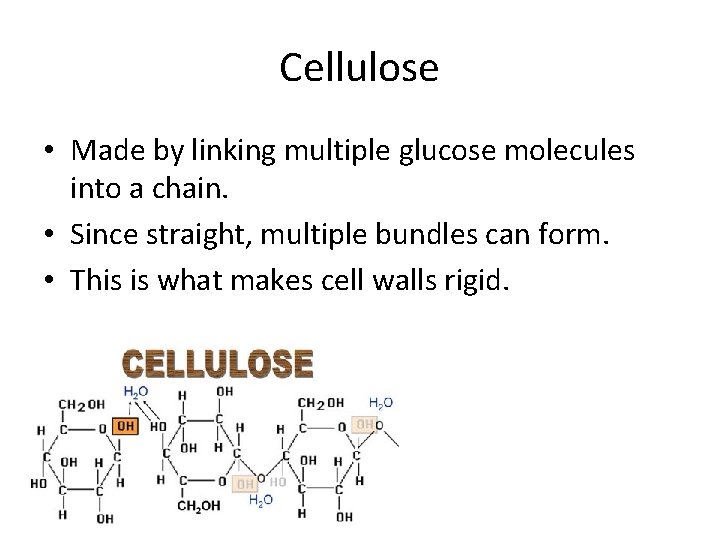 Cellulose • Made by linking multiple glucose molecules into a chain. • Since straight,