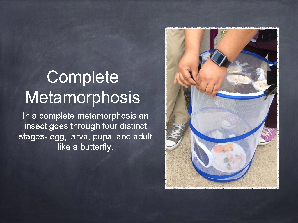 Complete Metamorphosis In a complete metamorphosis an insect goes through four distinct stages- egg,