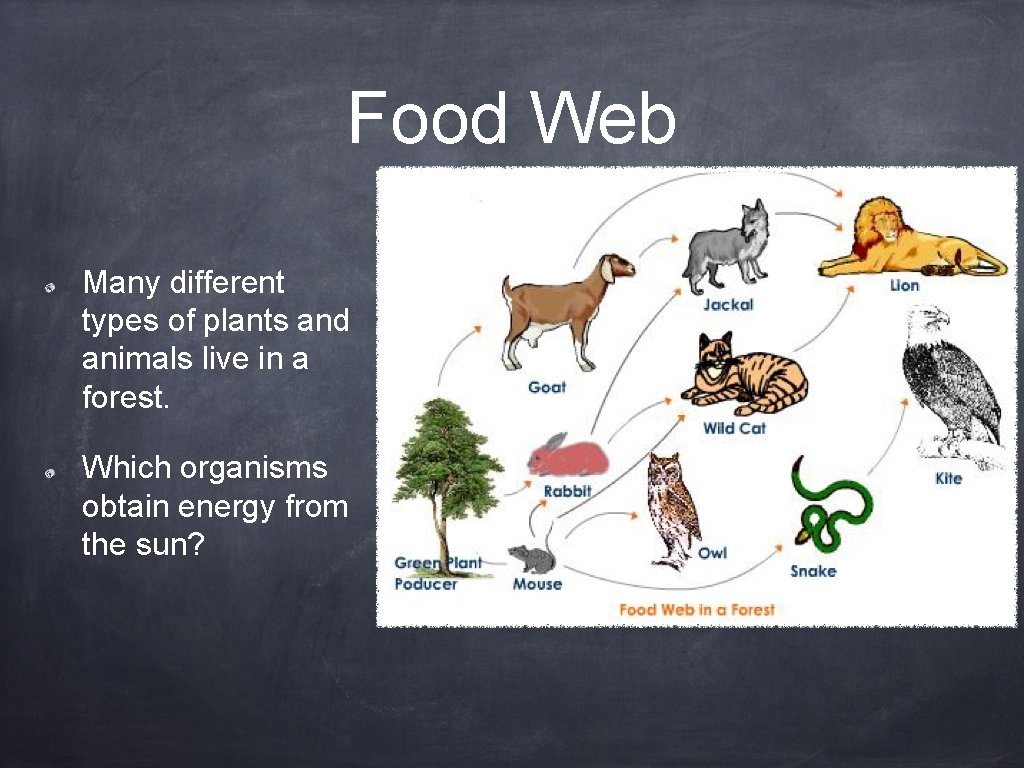 Food Web Many different types of plants and animals live in a forest. Which