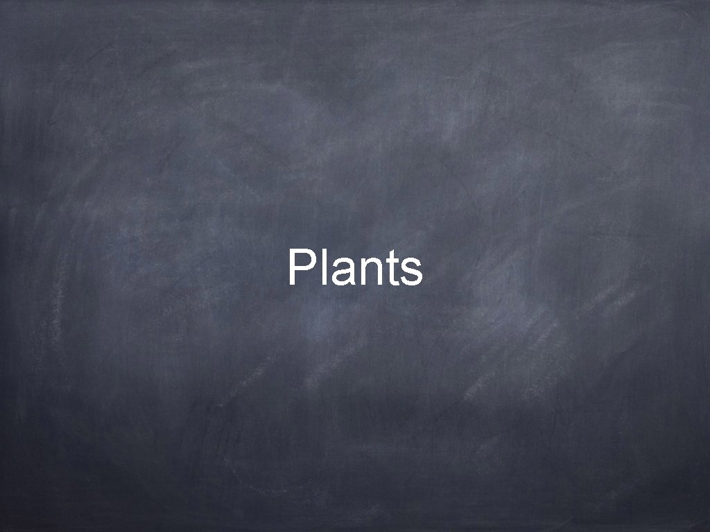 Plants 