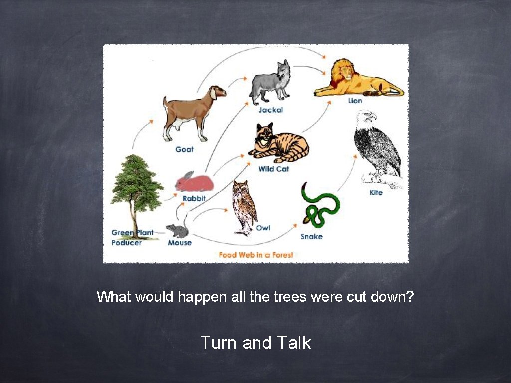 What would happen all the trees were cut down? Turn and Talk 
