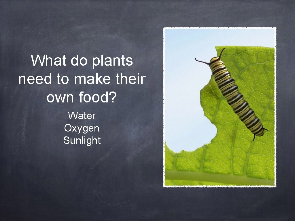 What do plants need to make their own food? Water Oxygen Sunlight 